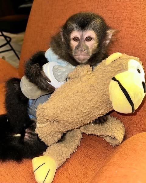 Candy, a 12-week-old female capuchin available now