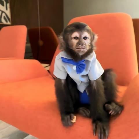 Candy the capuchin – second photo