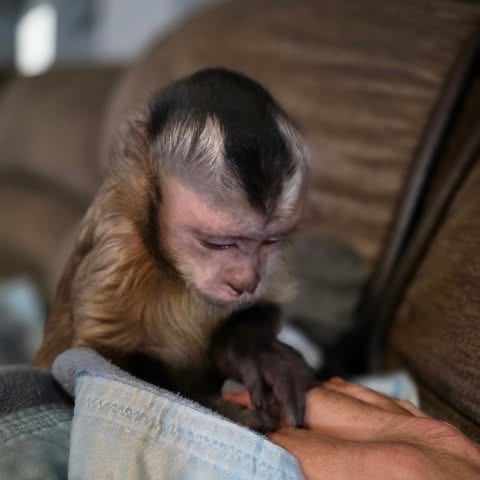 Drake, a 14-week-old male capuchin available now