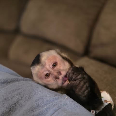 Drake the capuchin – second photo