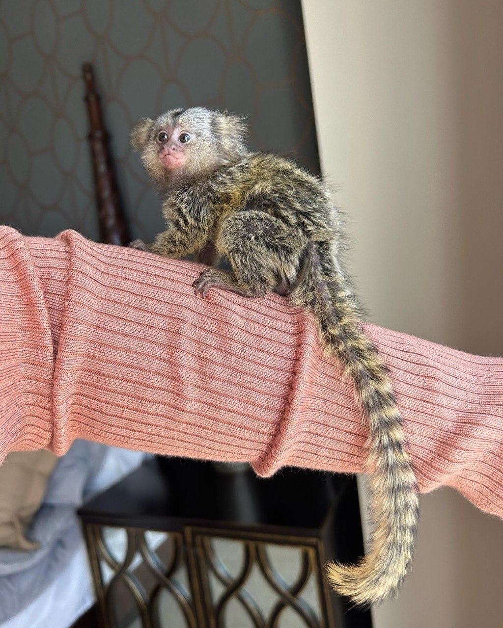 Drew, a young marmoset resting on an arm