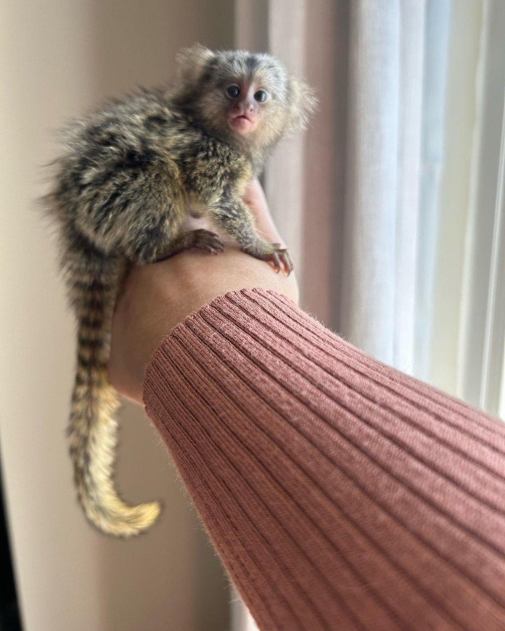 Drew the marmoset – second photo