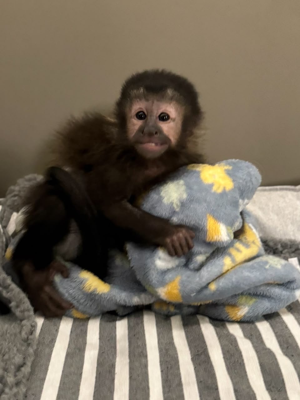 Jayden, a young capuchin hugging a blue blanket