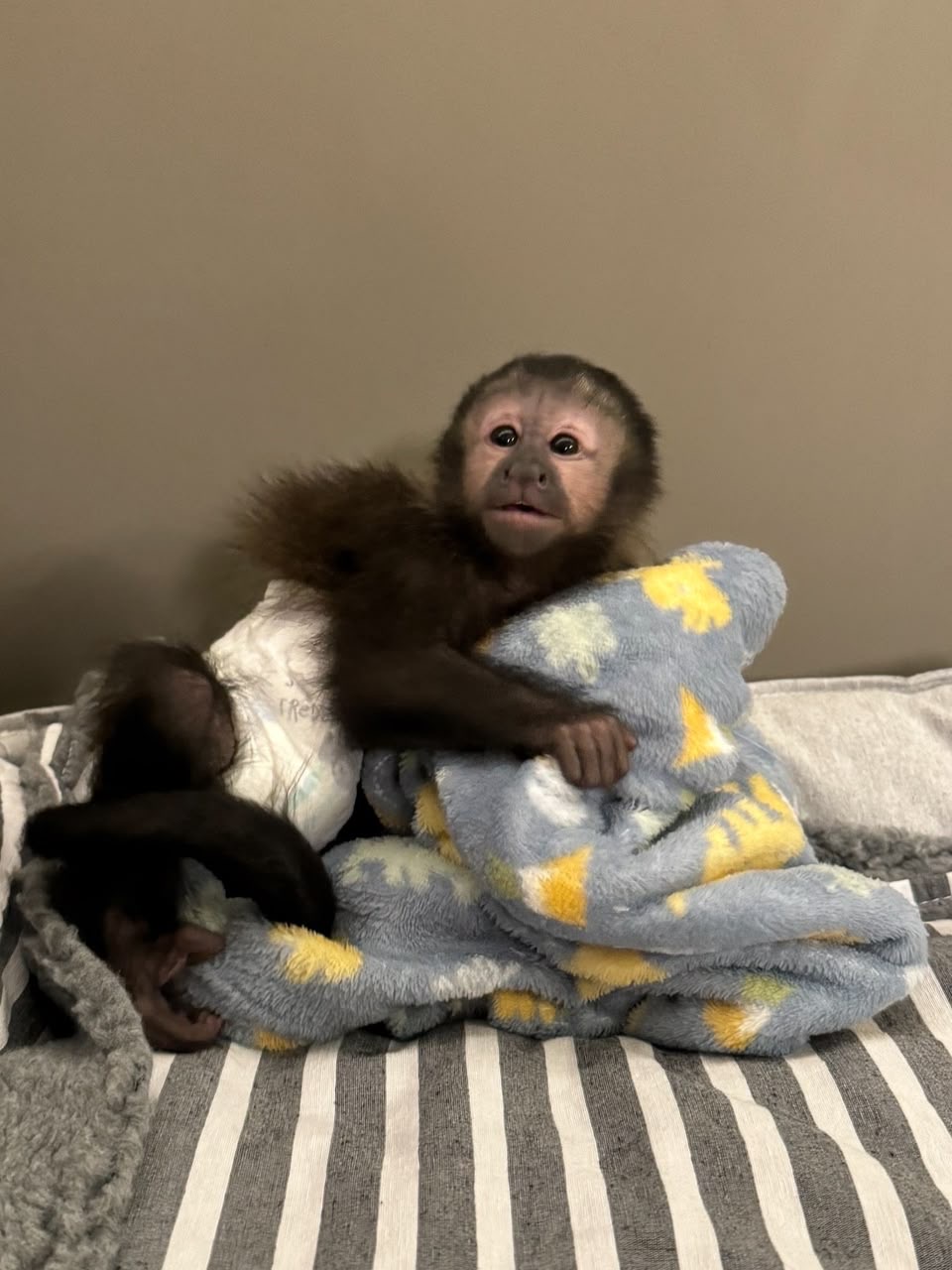 Jayden the capuchin – second photo