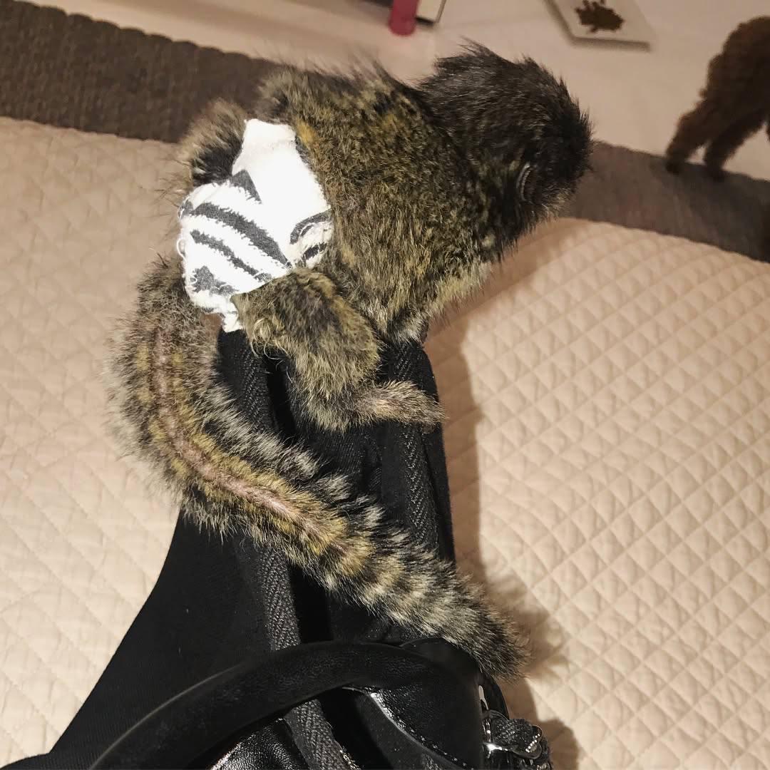 Kimberly, a 18-week-old female marmoset available now