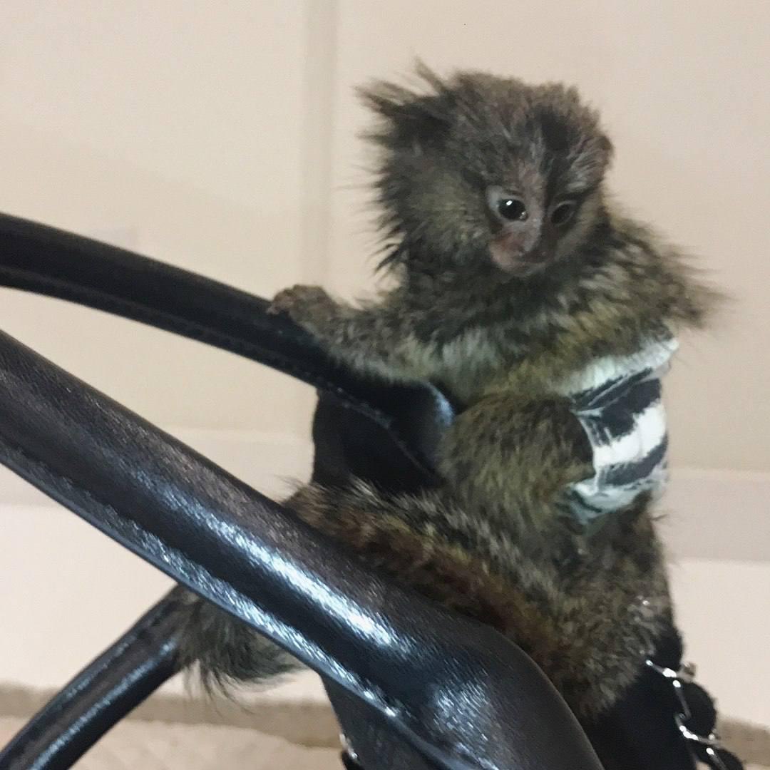Kimberly the marmoset – second photo