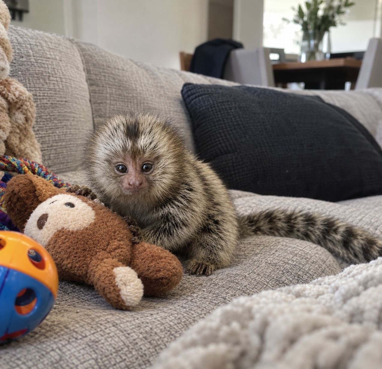 Louis, a 14-week-old male marmoset available now