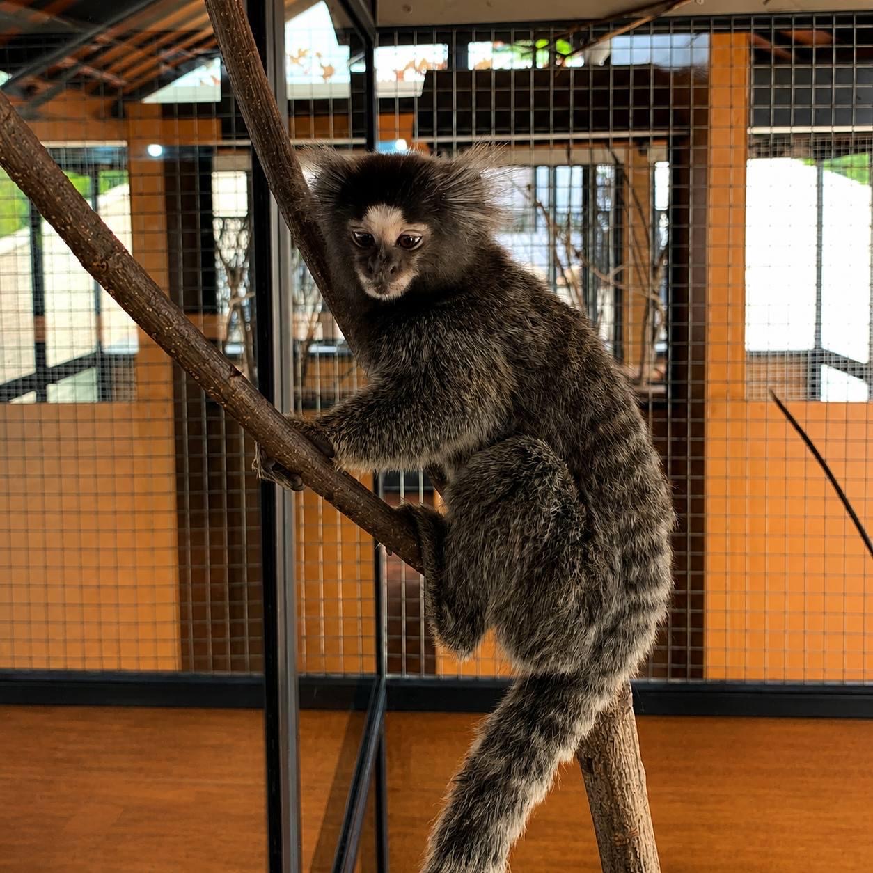 Lucy, a 14-week-old female marmoset available now