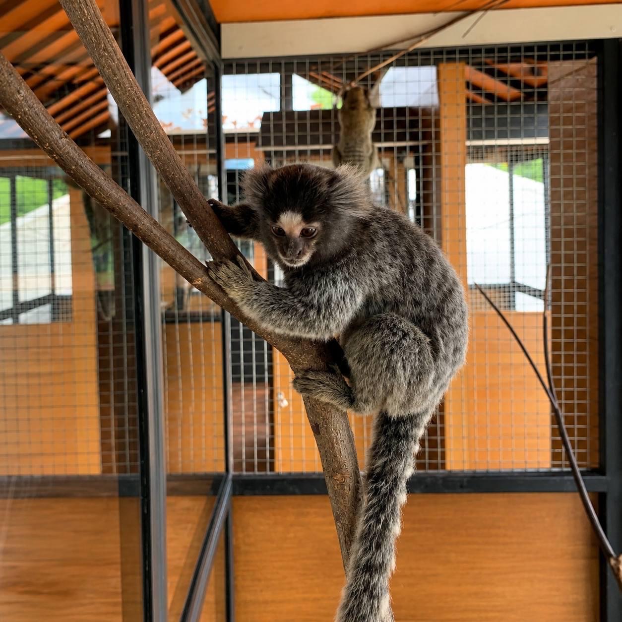 Lucy the marmoset – second photo